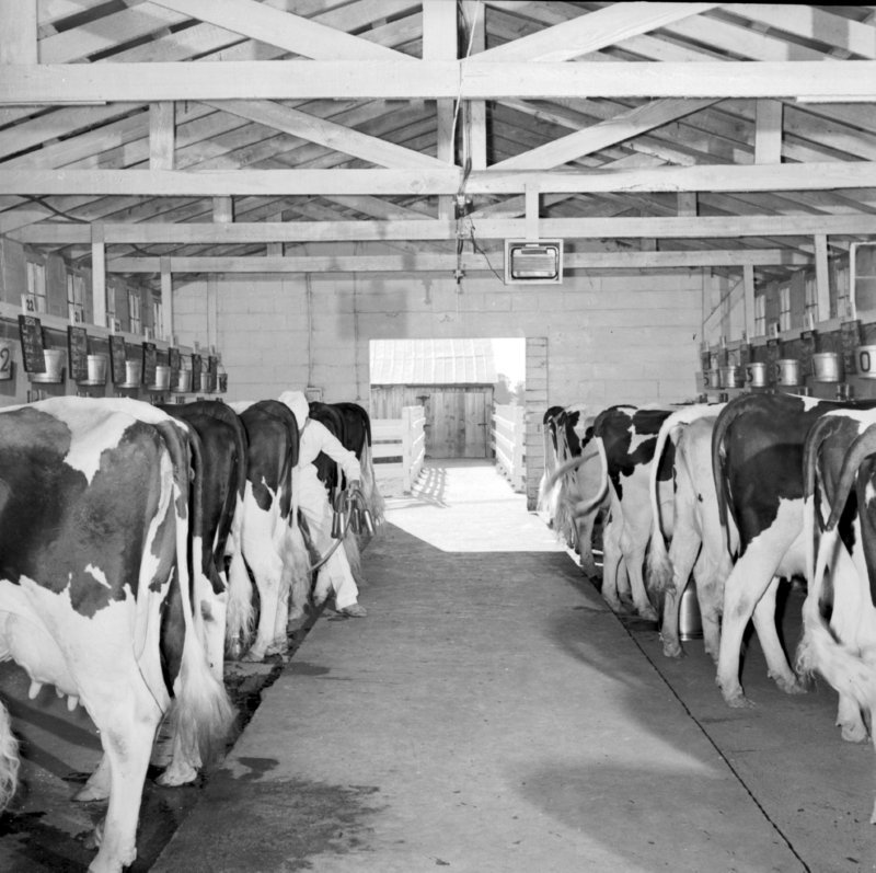 131_clean,... (1954).jpg